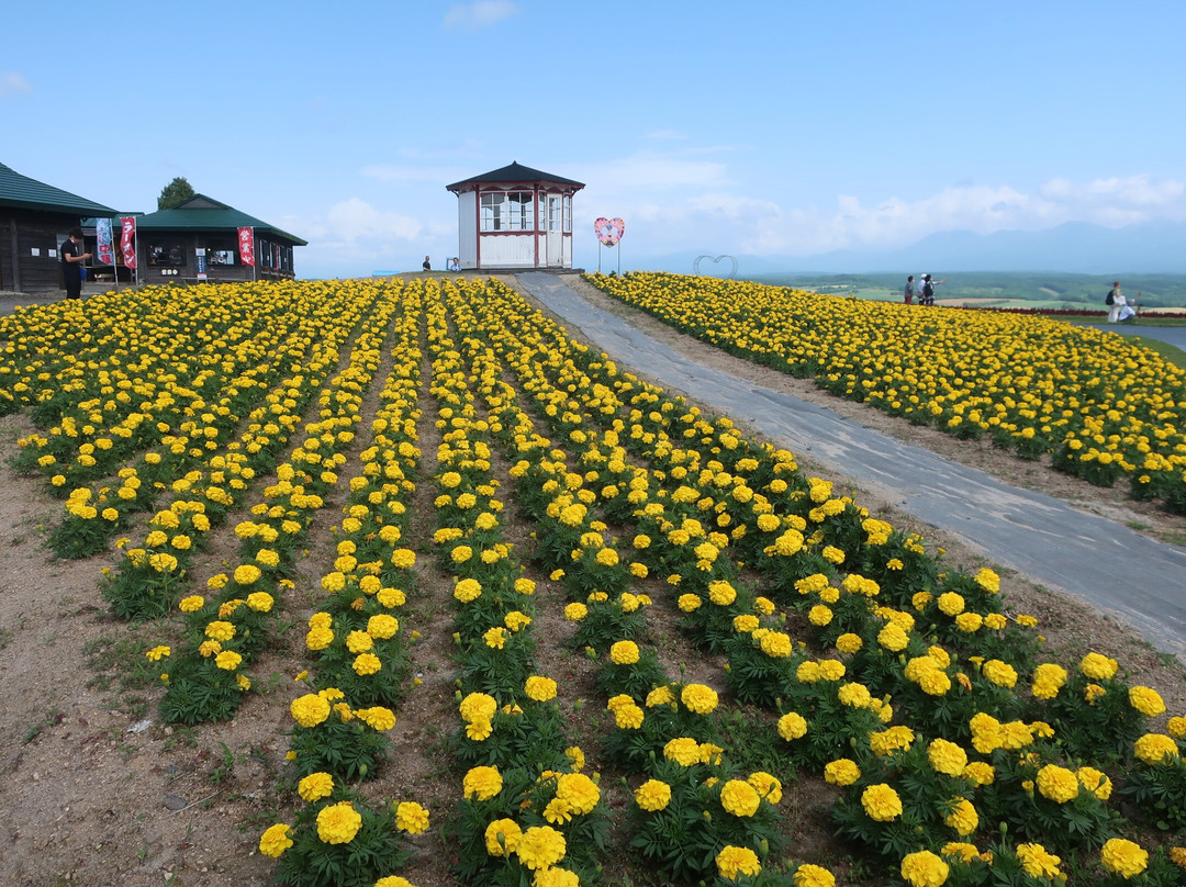 Flower Land Kamifurano-上富良野町必去景点