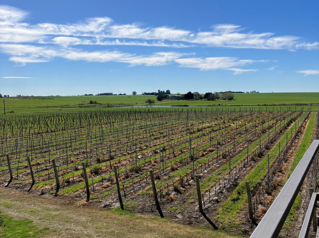 Fripp Viñedos Y Bodega-Conchillas必去景点