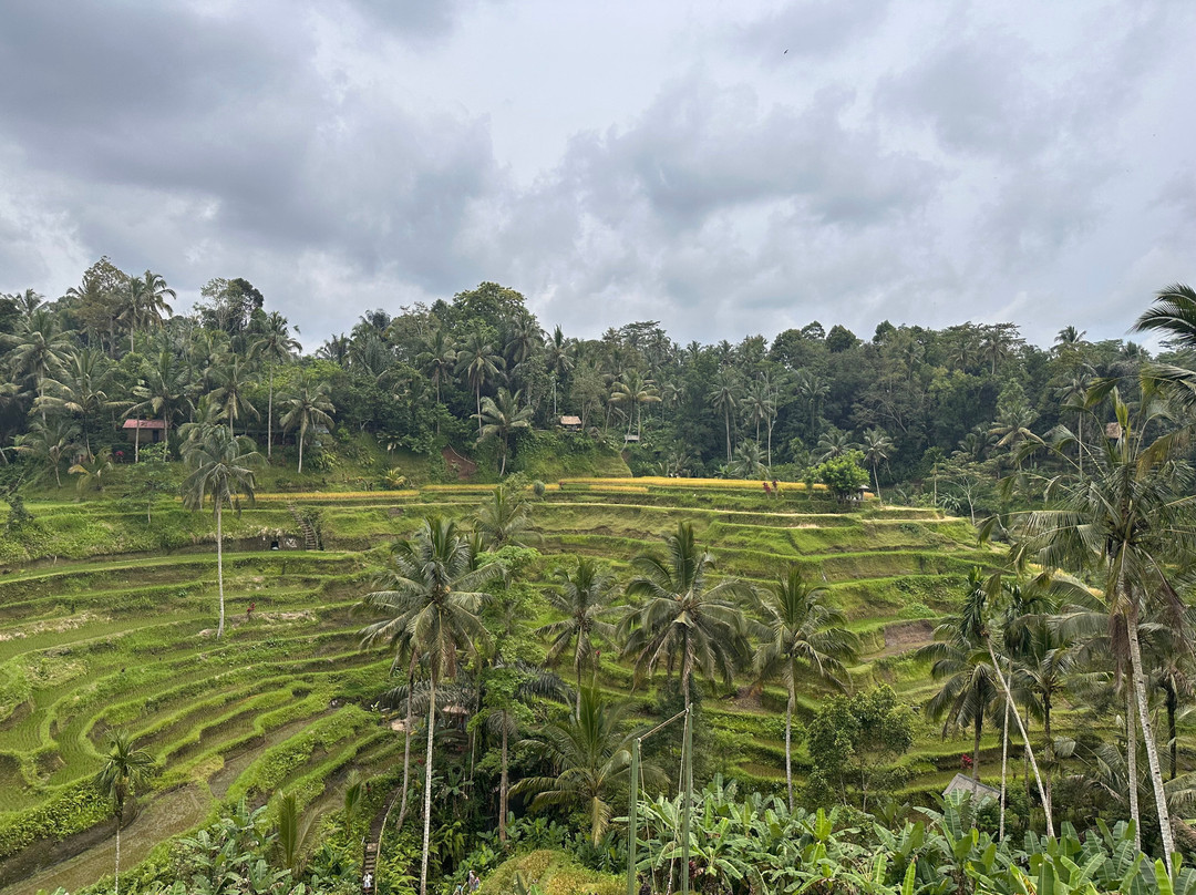 Bds Tour Travel Services-登巴萨必去景点