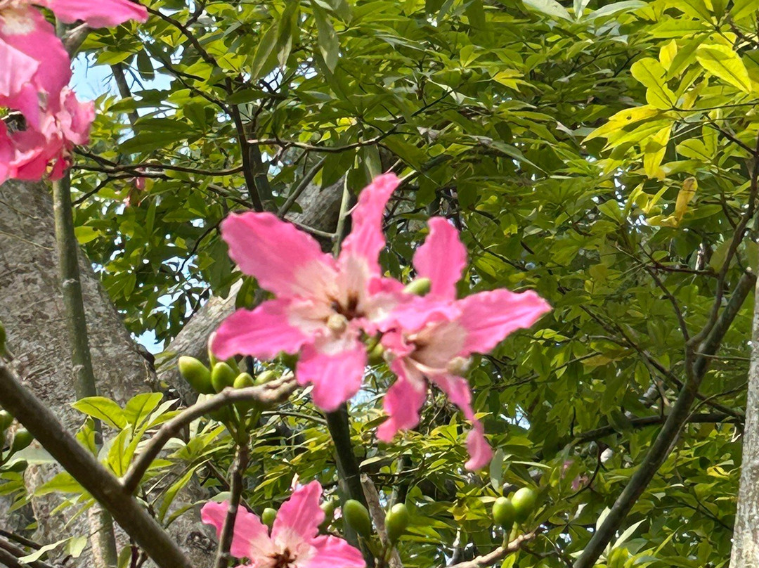Hirara Tropical Botanical Garden-宫古岛市必去景点