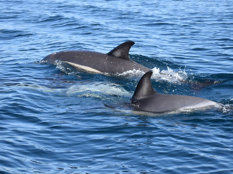 Ocean Vibes Algarve-法罗必去景点