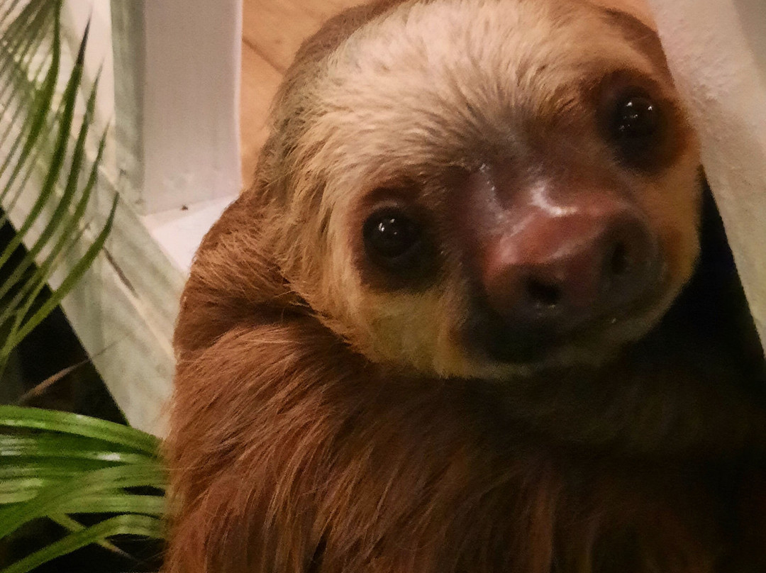 Villas Del Caribe主图