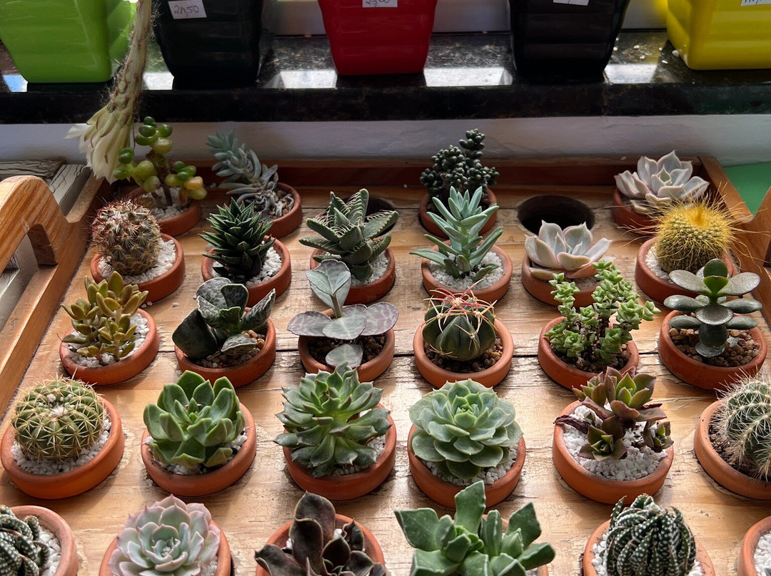 Cactário Horst-Imigrante必去景点