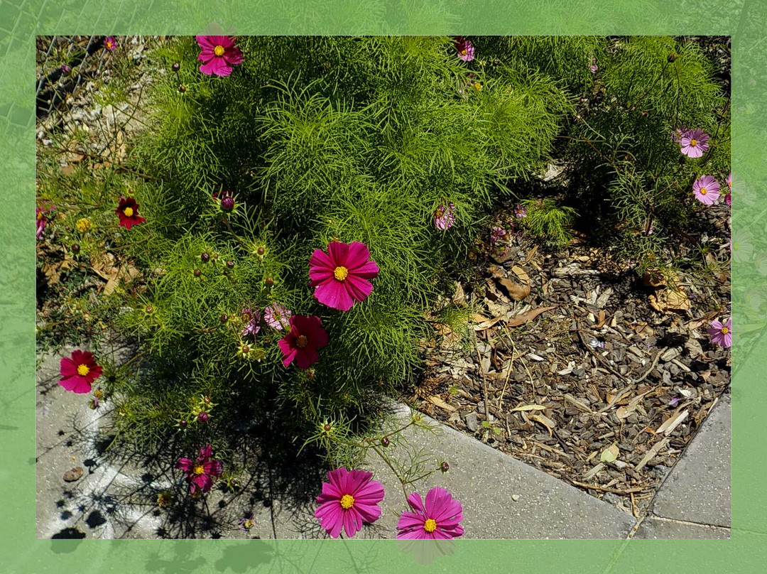 Maclean Reserve-威廉斯镇必去景点