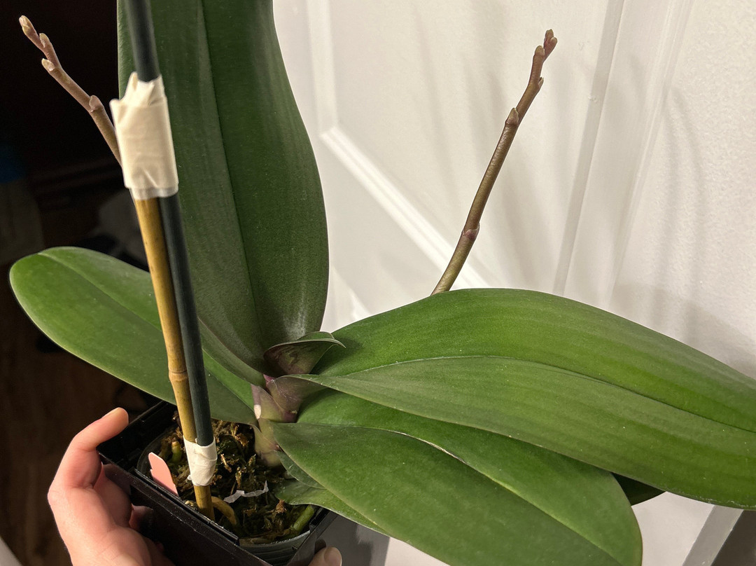 Orchids by Hausermann-Villa Park必去景点