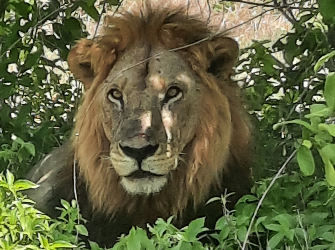 Mothalands Safari Tours Ltd-Iringa必去景点