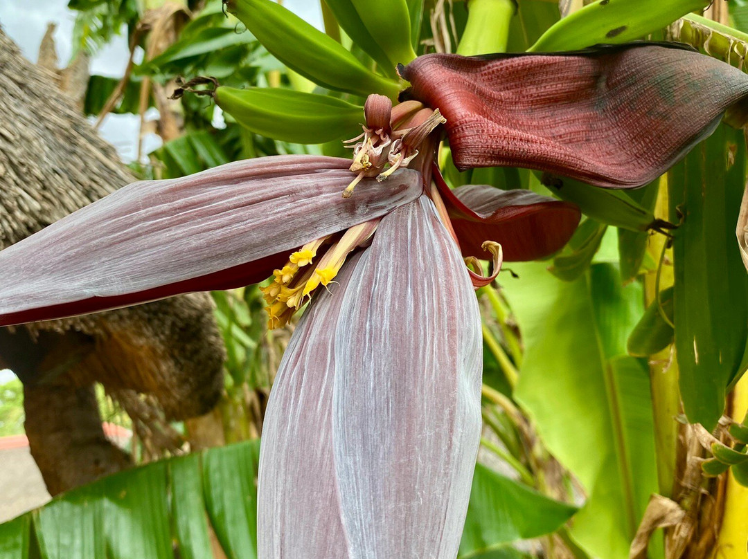 C'est Si Bon Hotel主图