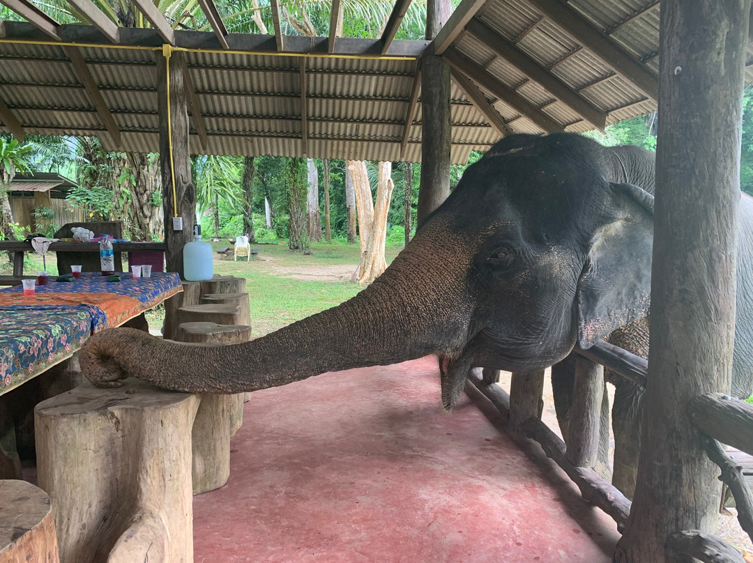 Khao Sok Elephant Sanctuary景点图片