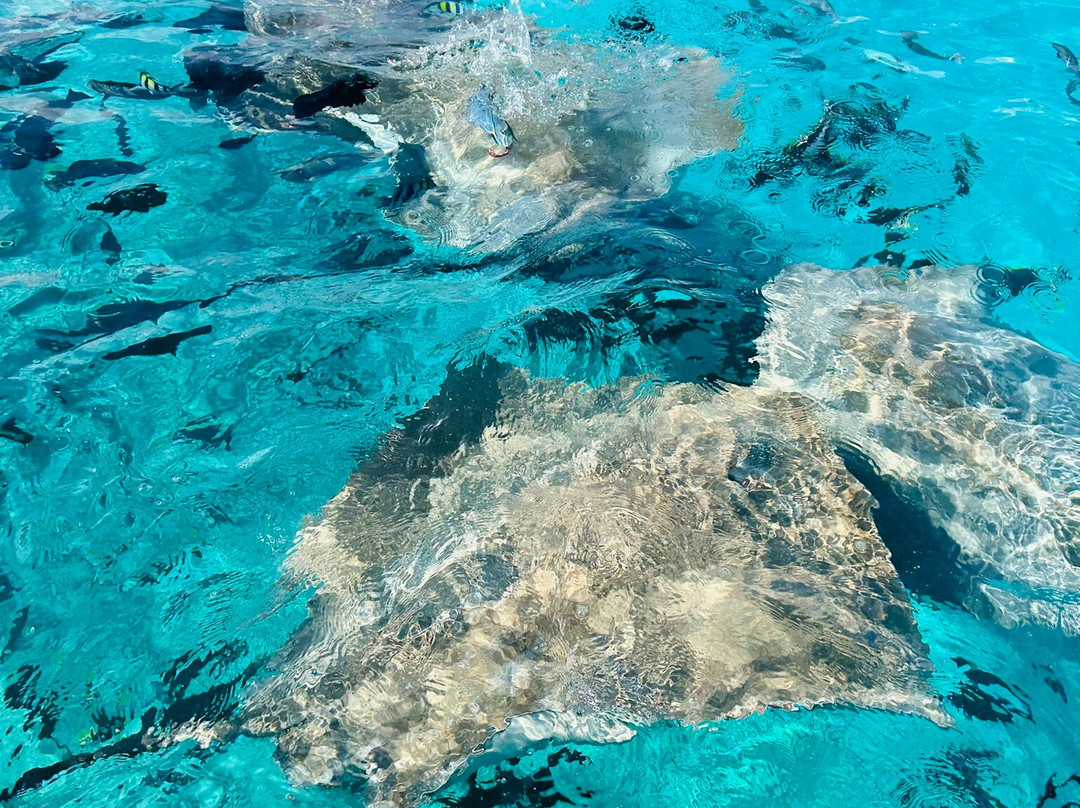 Koamas Dive & Water Sports Centre-Madivaru必去景点