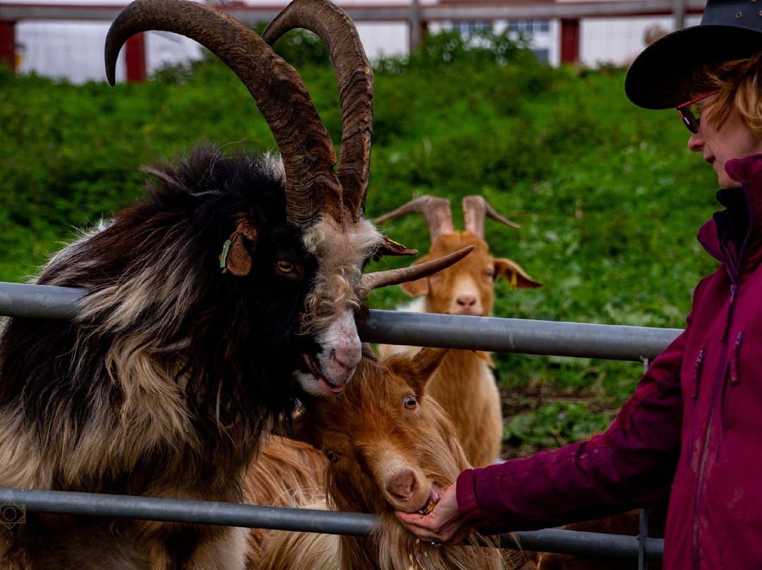 Hadleigh Farm - Rare Breeds Centre景点图片