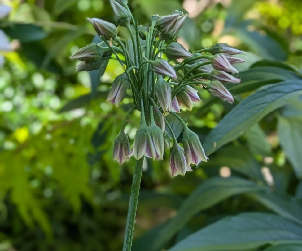 Allen Centennial Gardens-麦迪逊必去景点