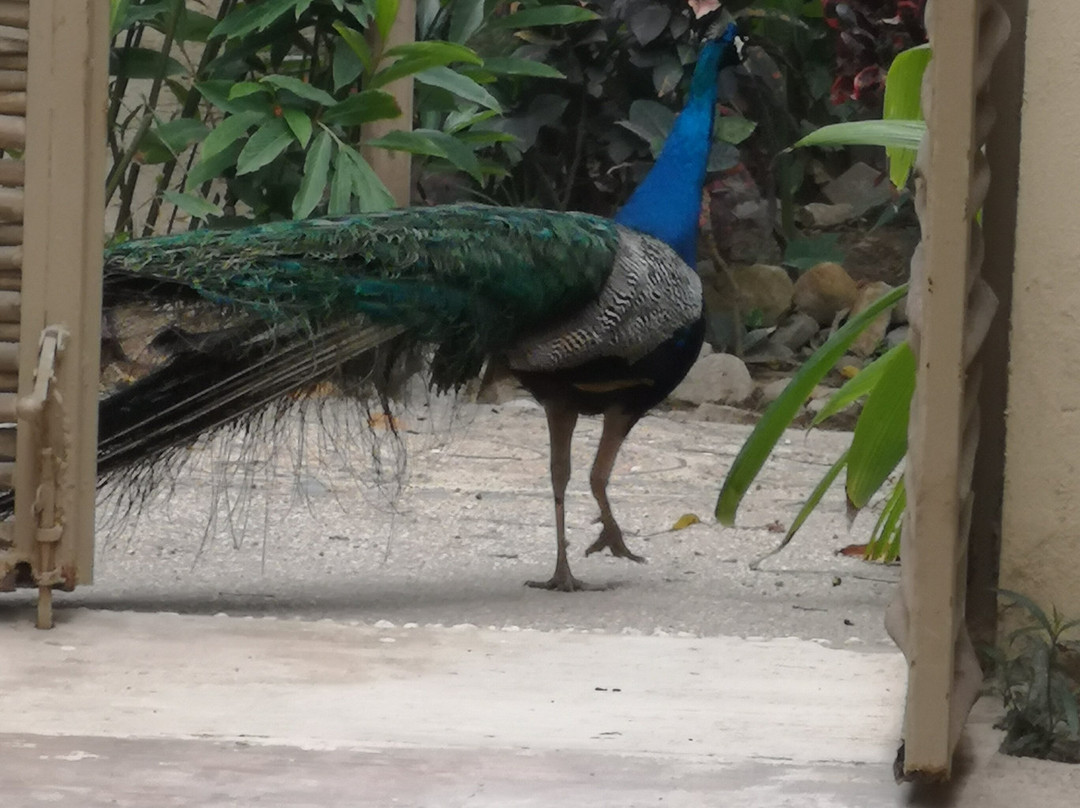 Hotel Villas Sayulita主图