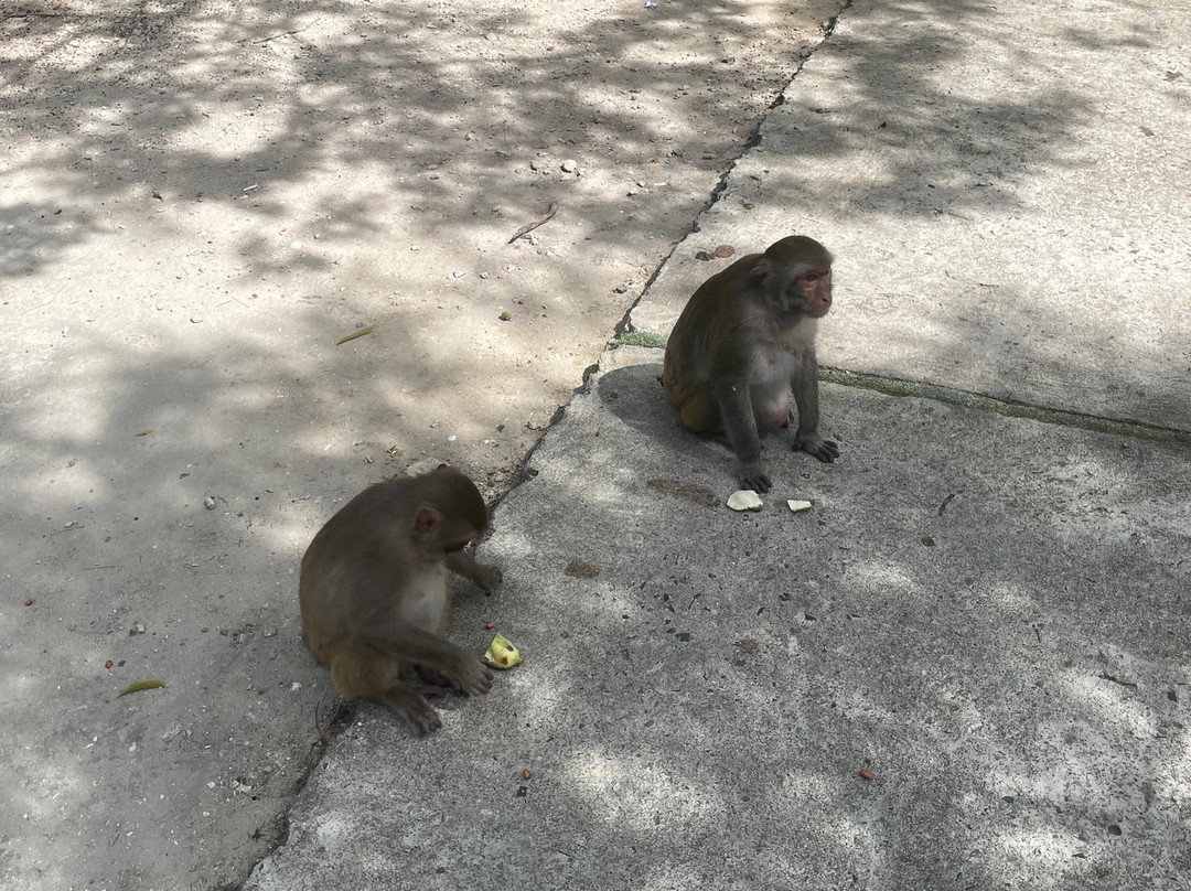 猴岛-芽庄必去景点