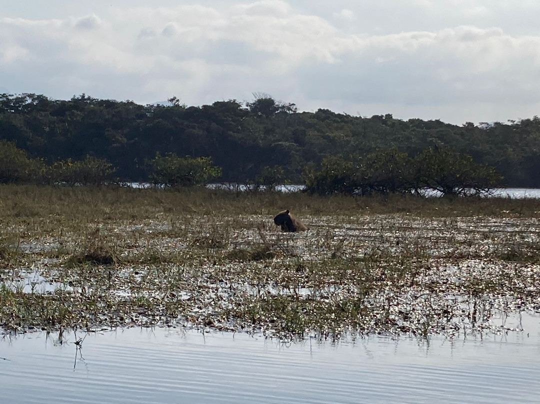 Capivara Trail景点图片