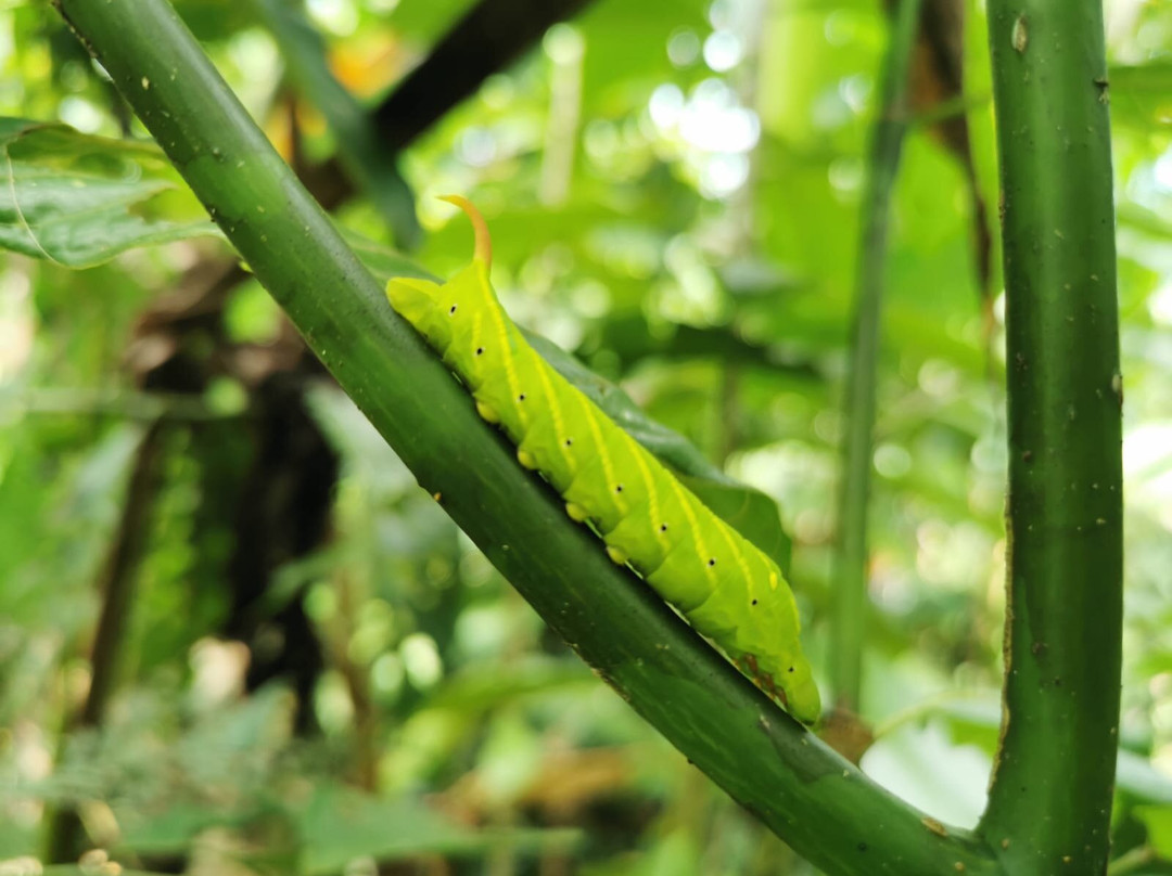 Carlota Tours Tortuguero Français-托图杰多必去景点