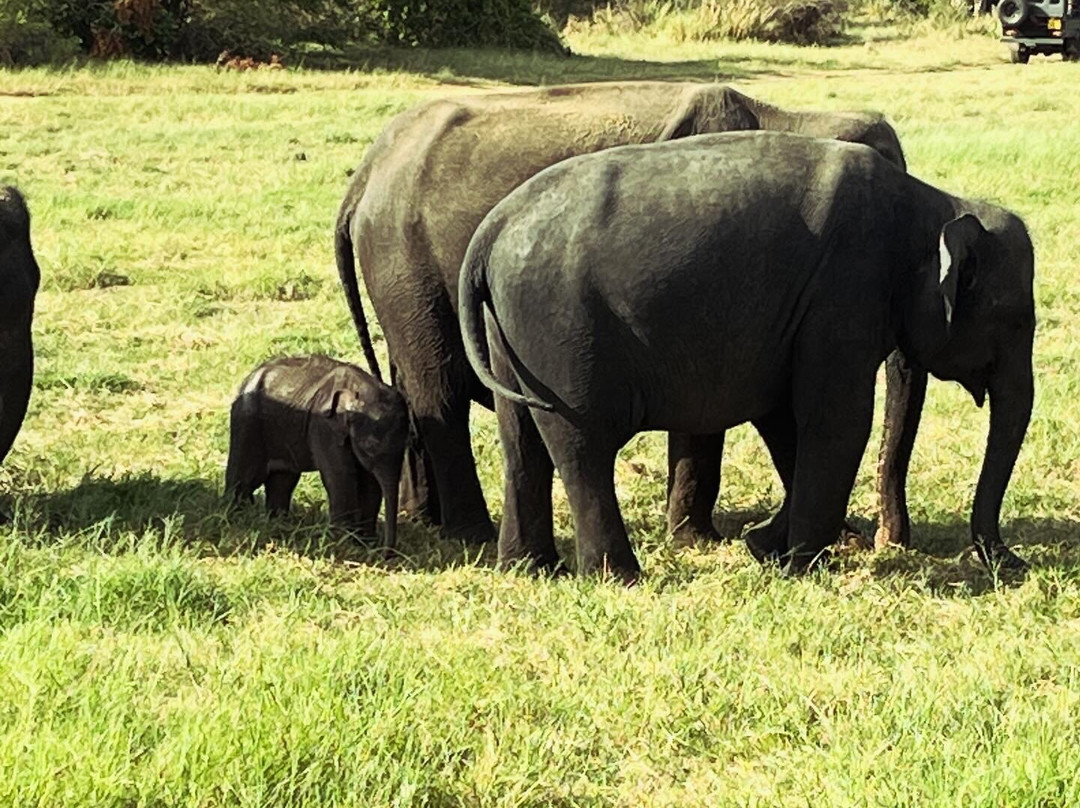 Sigiri Siesta Homestay