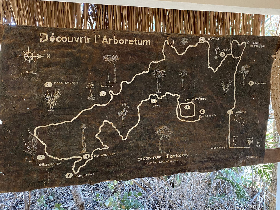 Antsokay Arboretum景点图片