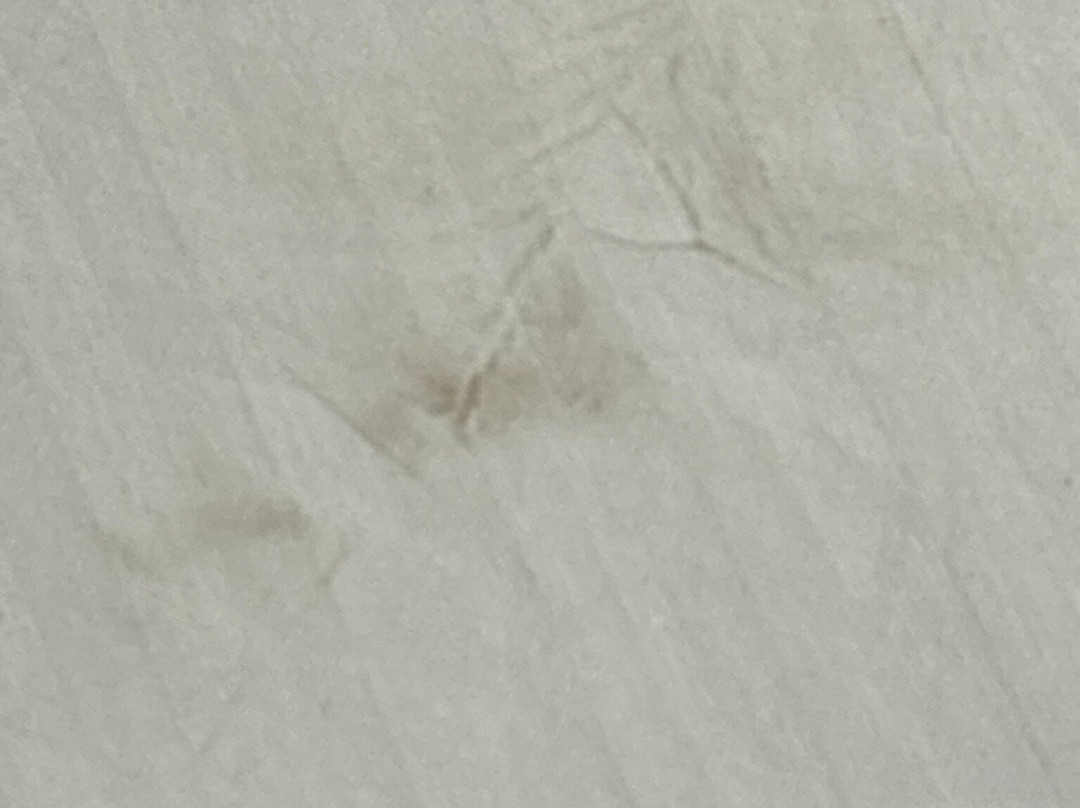 Microtel Inn & Suites By Wyndham Sayre主图