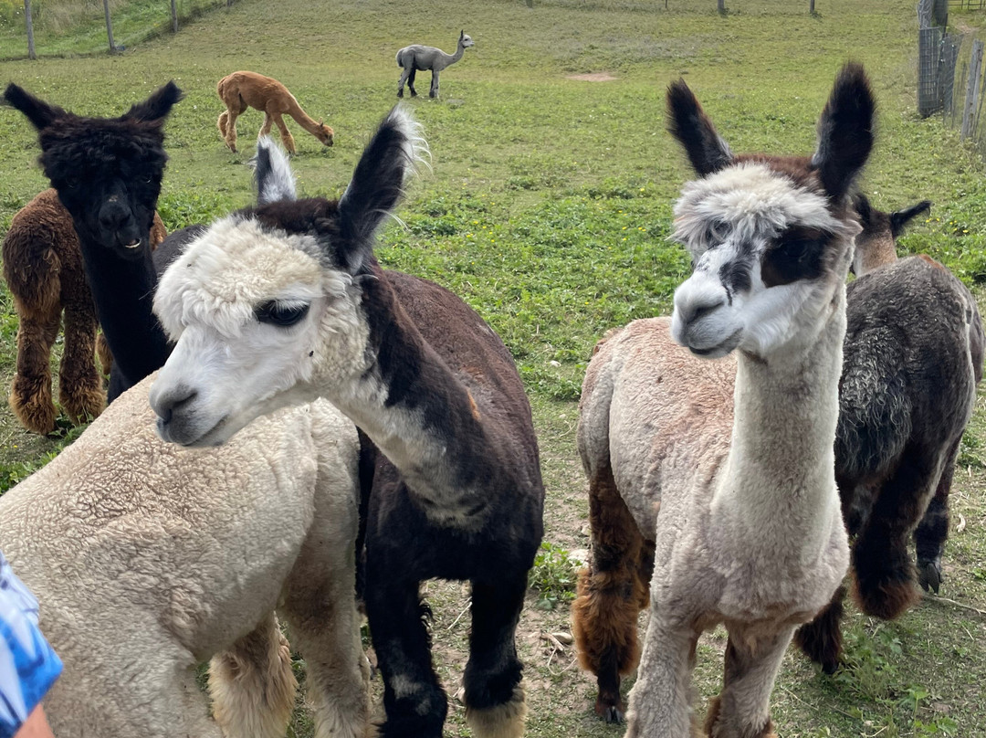 Kickin' Back Alpaca Ranch景点图片