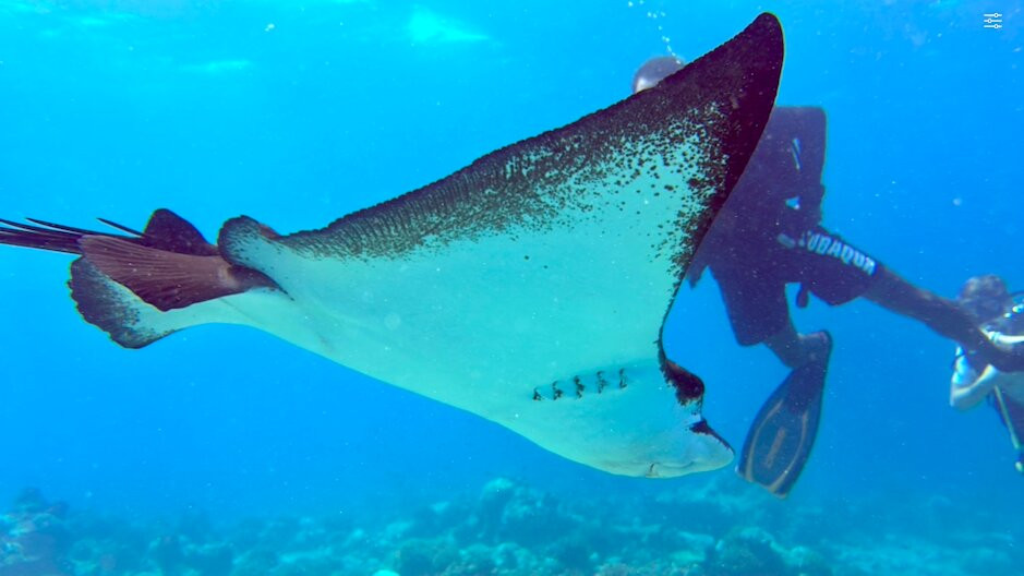 SUB AQUA DiveCenter Angaga景点图片
