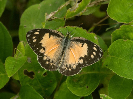 Anawilundawa Wetland Sanctuary-Chilaw必去景点