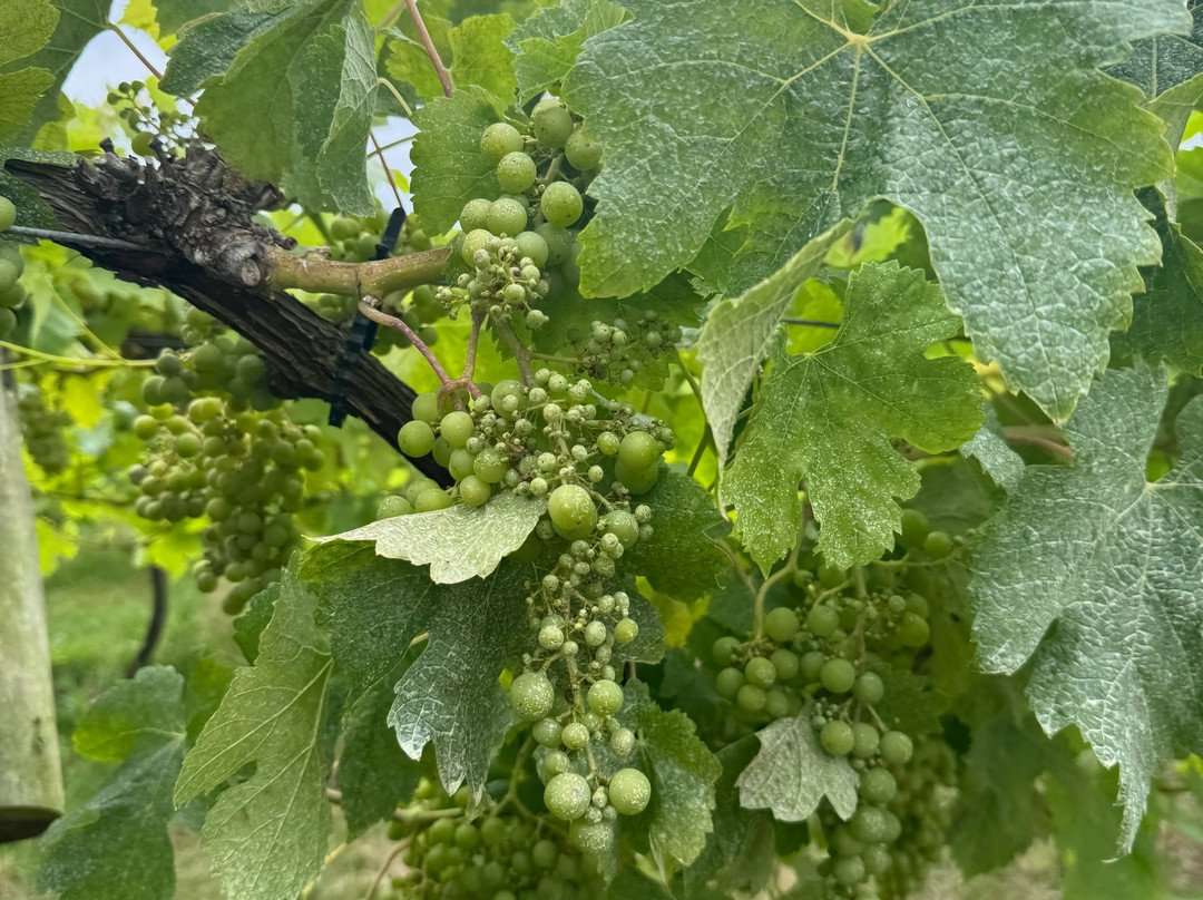 Brightwell Vineyard-沃灵福德必去景点