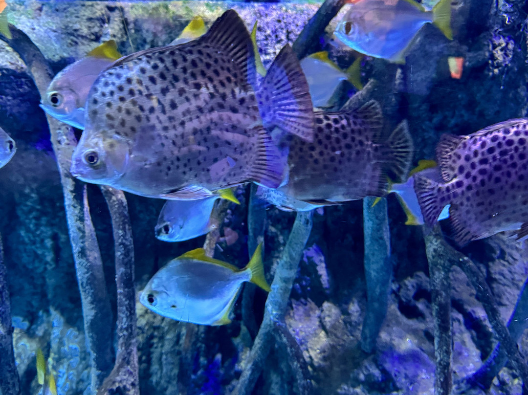 Atlantis Aquarium Madrid-阿罗约莫利诺斯必去景点