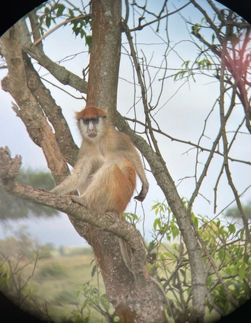 Safari Vacations-坎帕拉必去景点