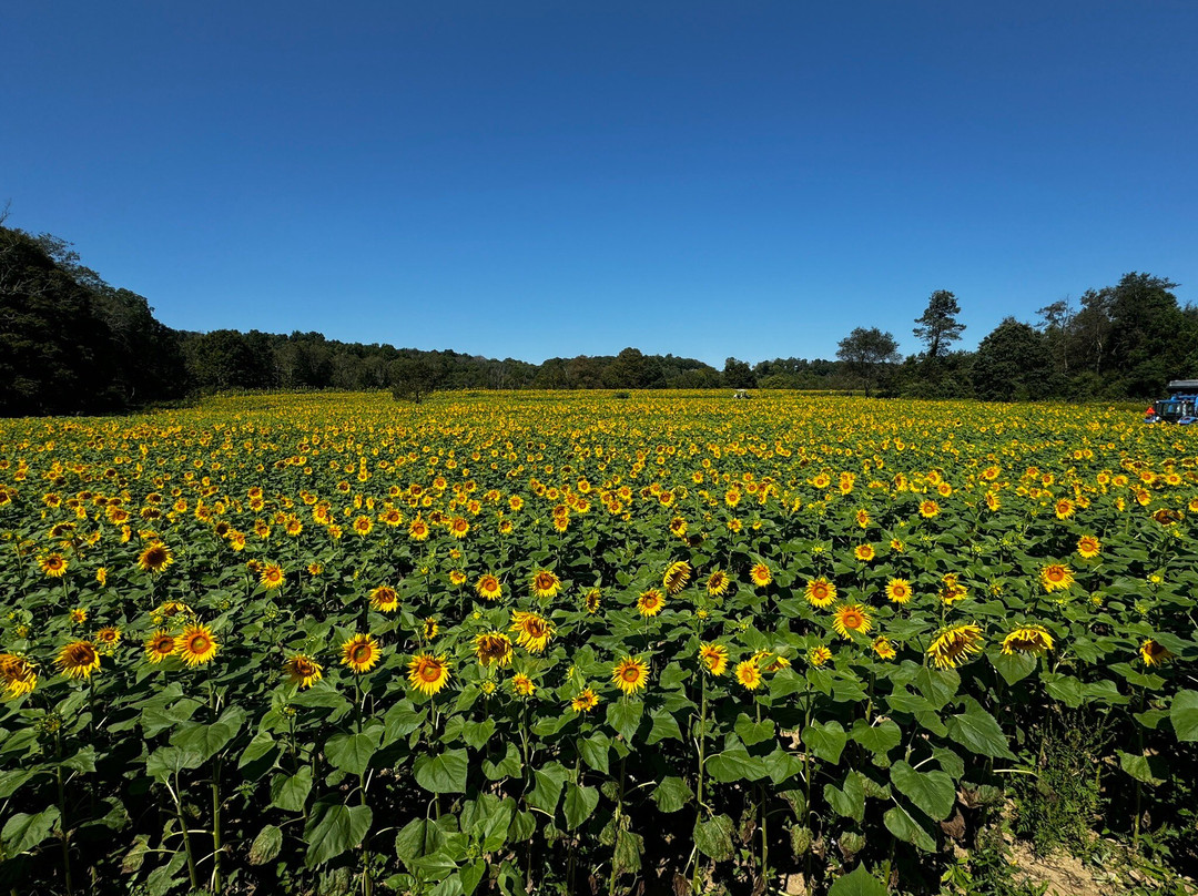 Sussex County Sunflower Maze景点图片