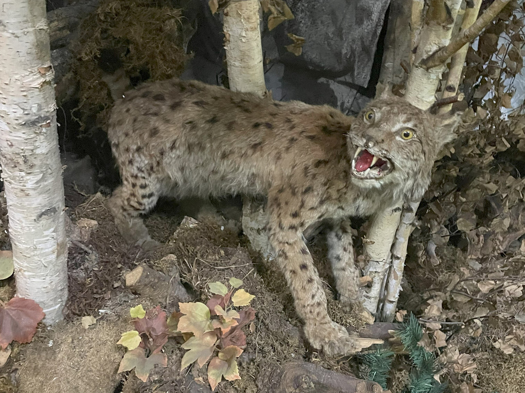 Muzeul Natura Văii Teleajenului景点图片
