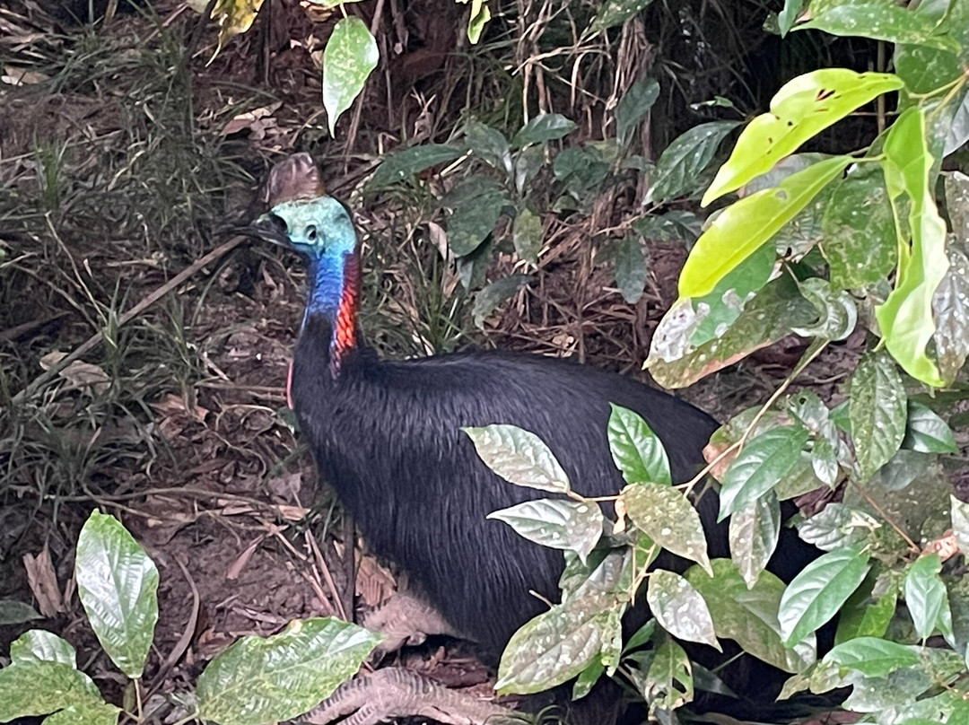 Tony's Tropical Tours-道格拉斯港必去景点