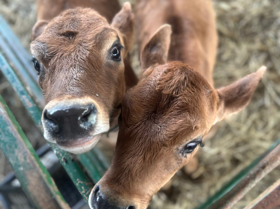 North Meadow Farm-曼彻斯特必去景点