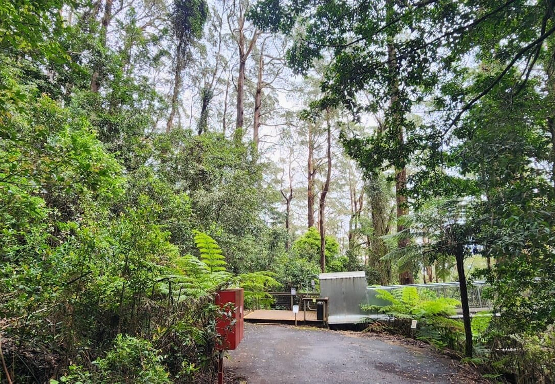 Illawarra Fly Treetop Walk景点图片