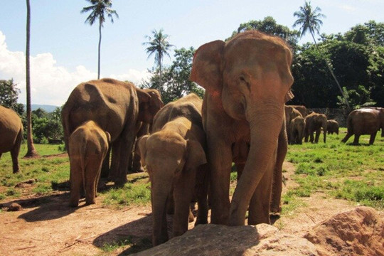 Saluto Lanka Holidays