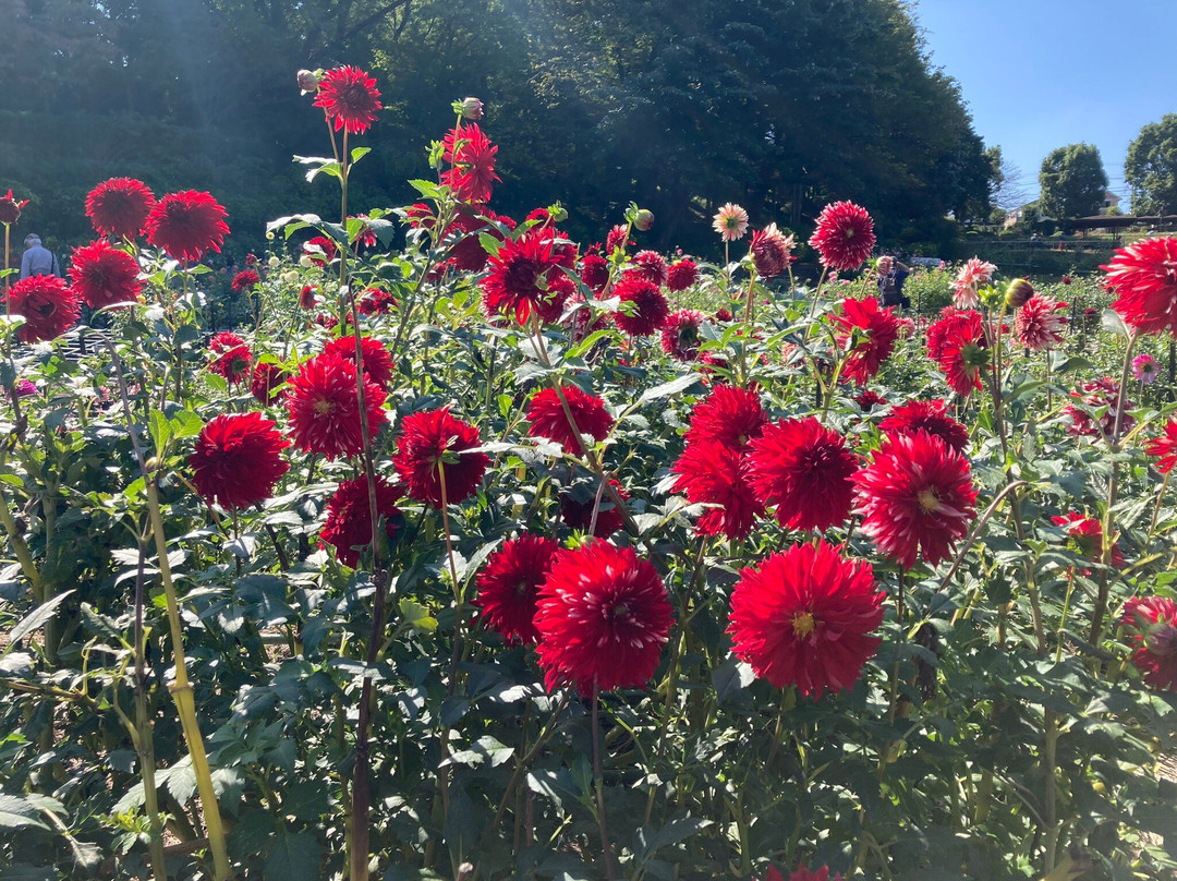 Machida Dahlia Gardens-町田市必去景点