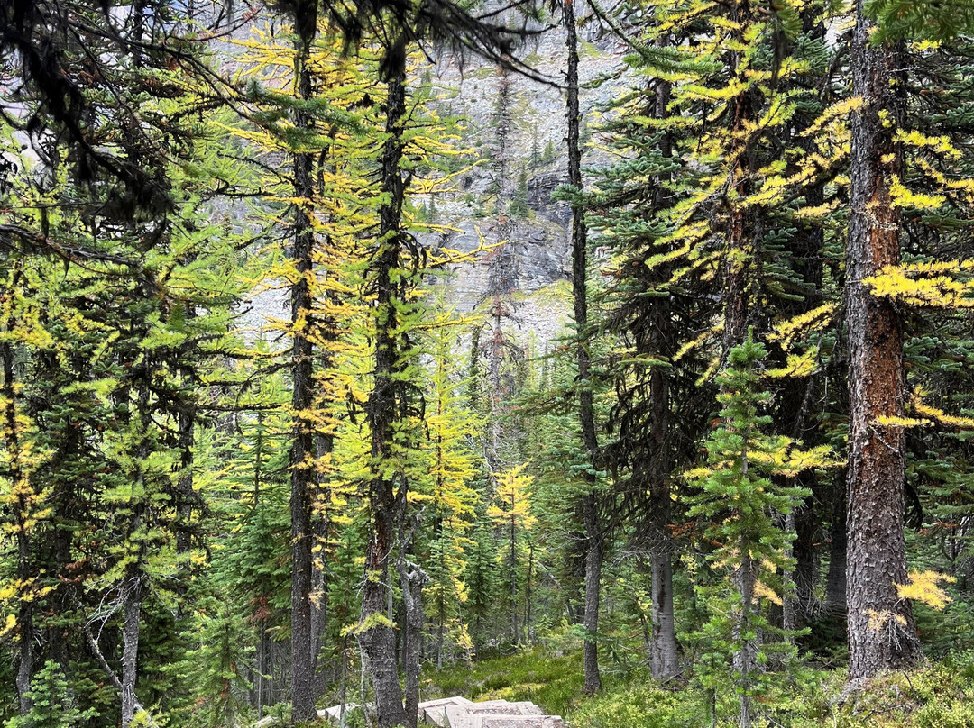 Forest Fix-班夫必去景点