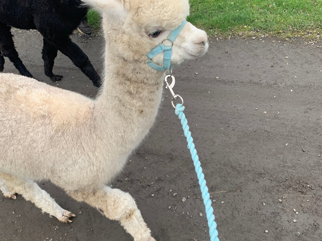 Ferny Rigg Alpacas-赫克瑟姆必去景点