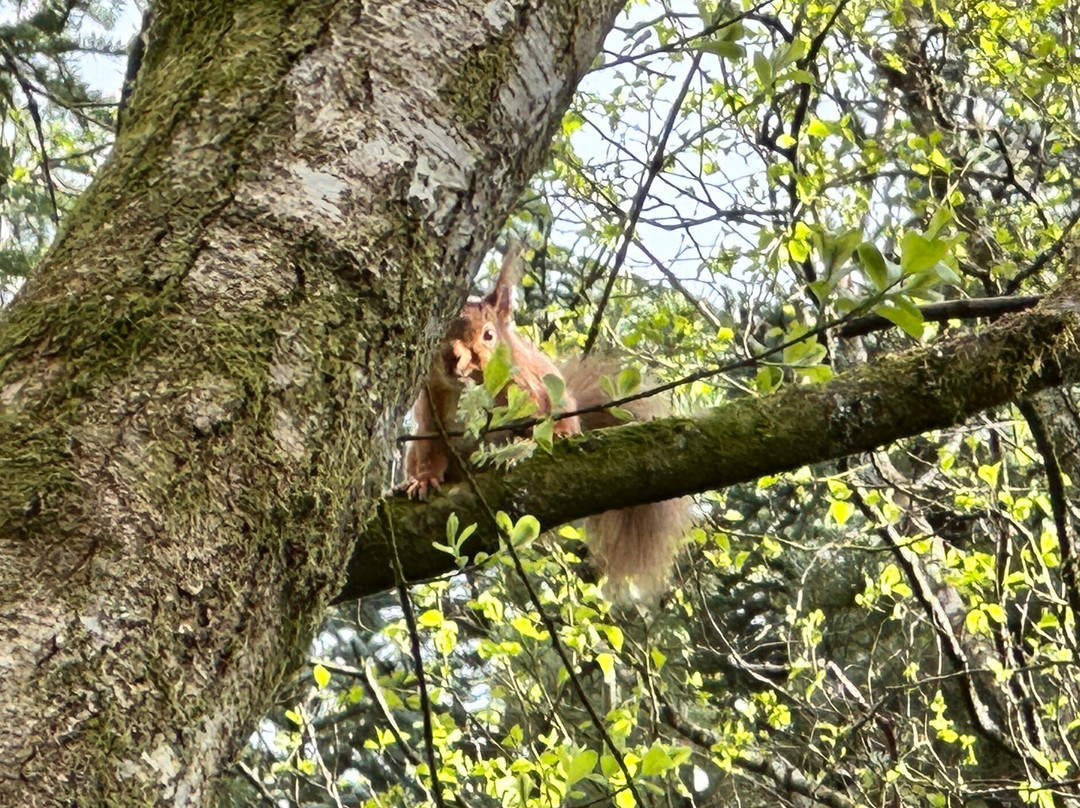 Kirroughtree - 7stanes-Newton Stewart必去景点