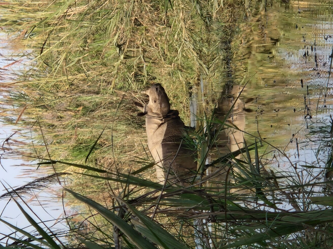 The Jungle Book Safari & Tours,  Chitwan National Park景点图片