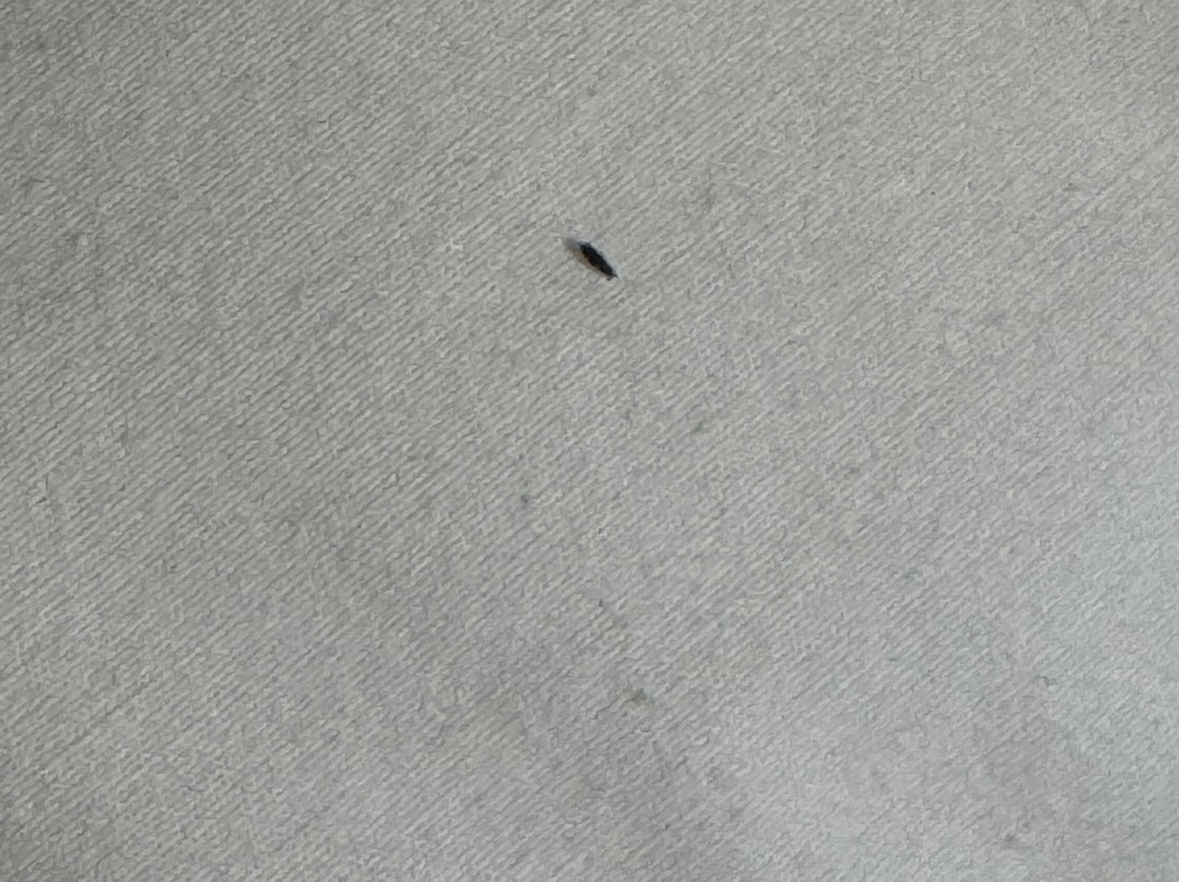 Days Inn by Wyndham Dahlonega主图