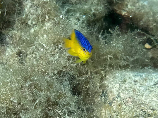 Caribbean Blue Boat Charters-夏洛特阿马利亚必去景点