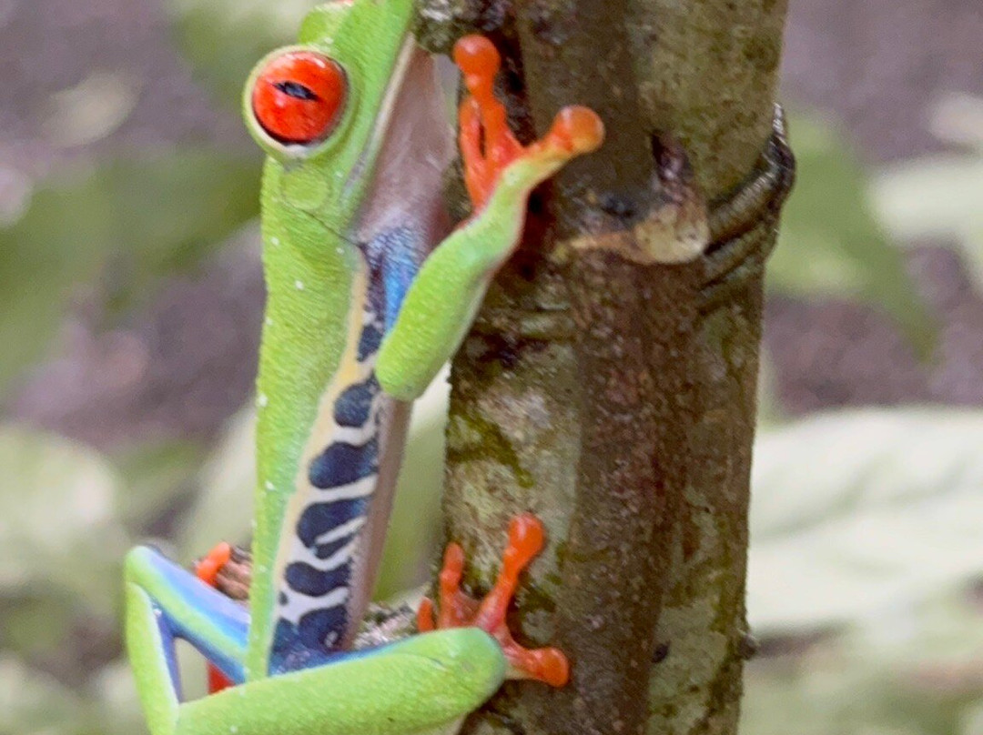 Costa Rica Wet and Wild-波特雷罗必去景点
