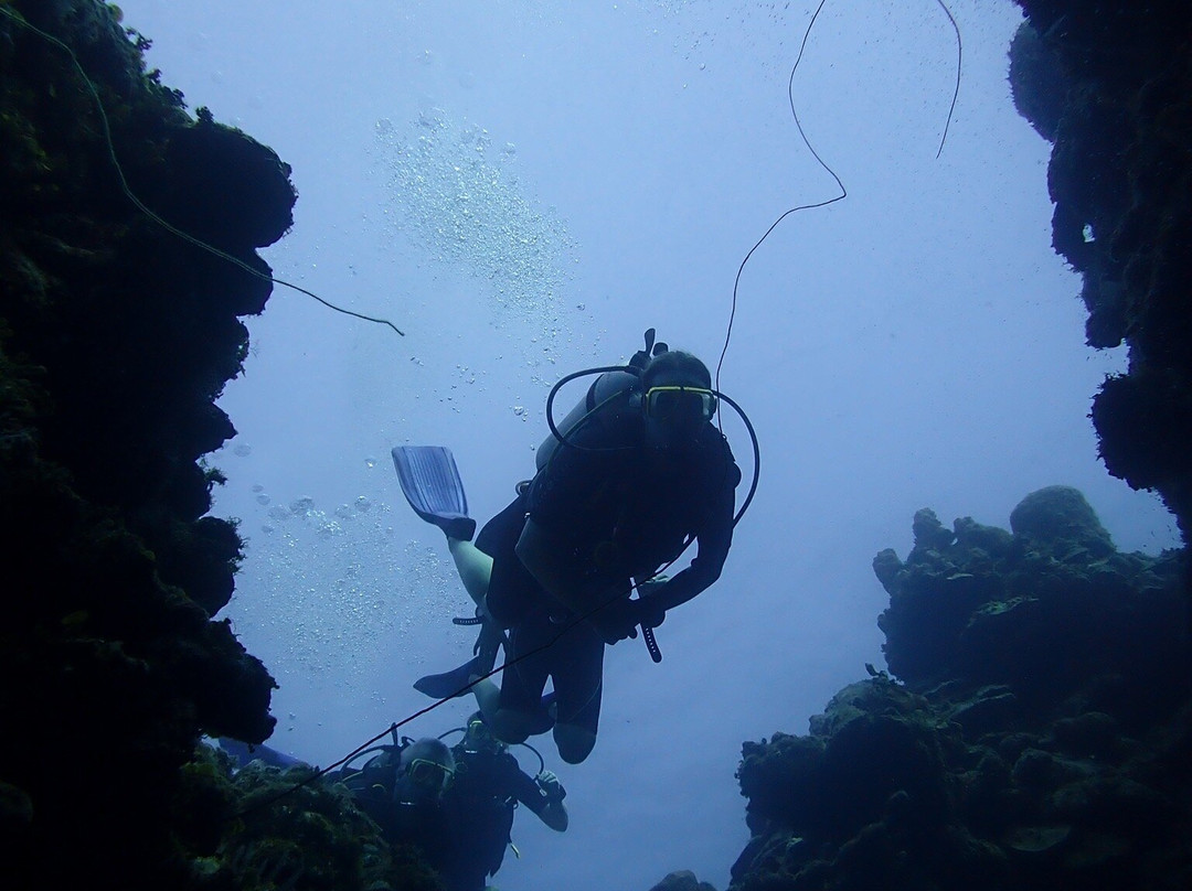 Flamingo Divers-普罗维登西亚莱斯必去景点