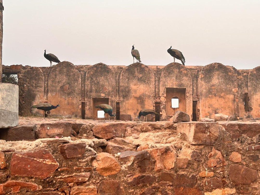 Ranthambore Fort-Ranthambhore Fort必去景点