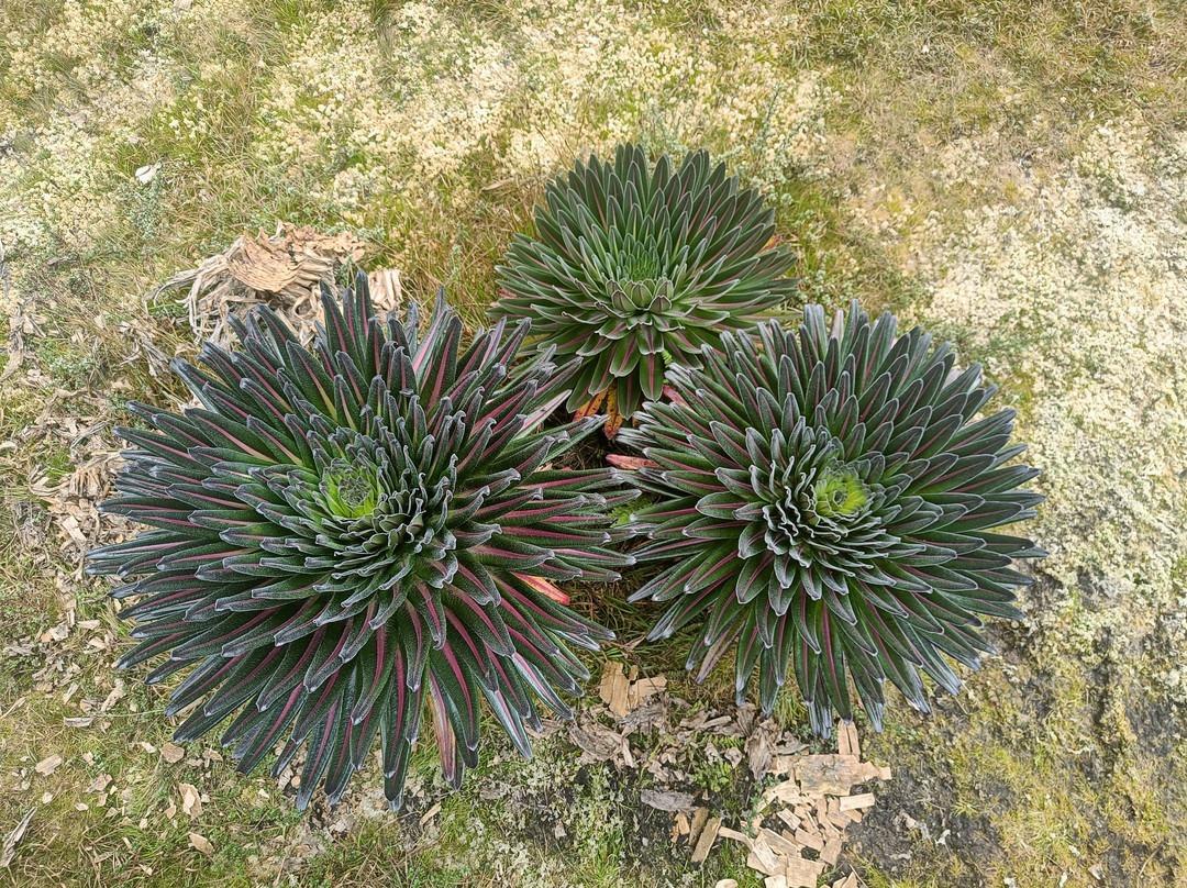 Rwenzori Trekking Services-Kasese必去景点