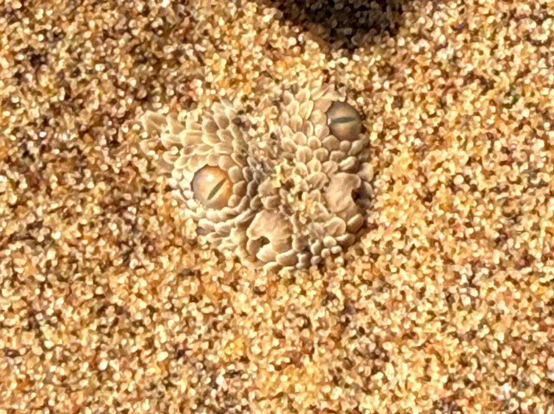 Desert Explorers cc-斯瓦科普蒙德必去景点