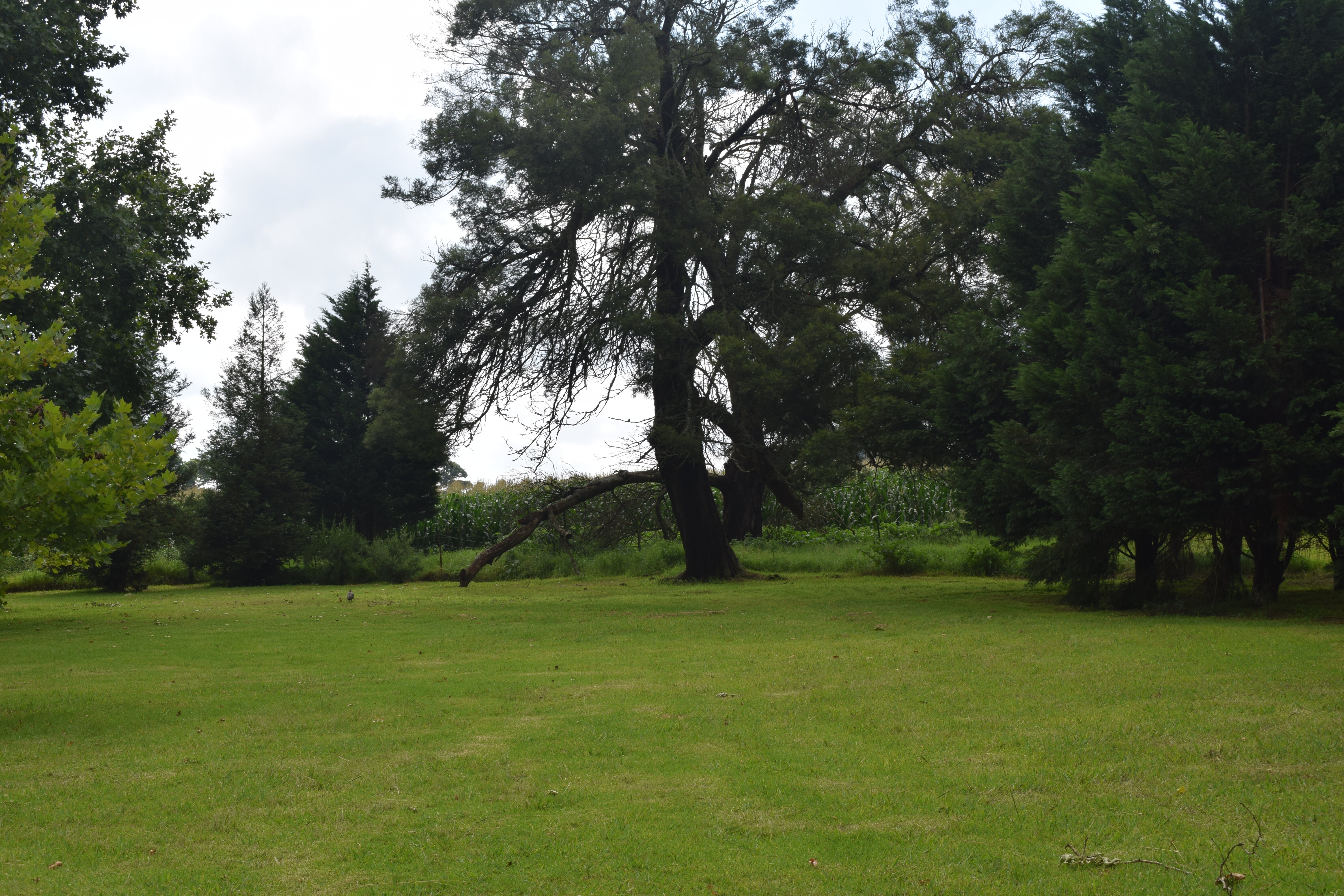 Sycamore Avenue Tree Houses-浴室