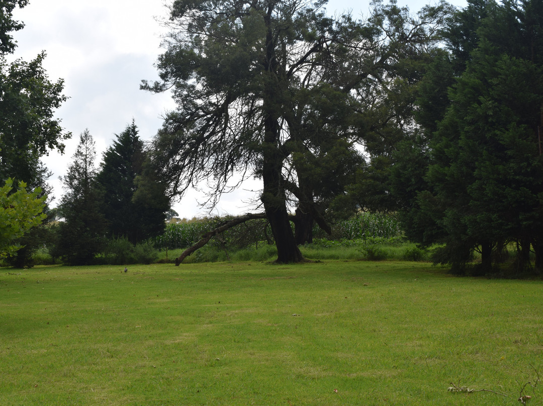 Sycamore Avenue Tree Houses主图