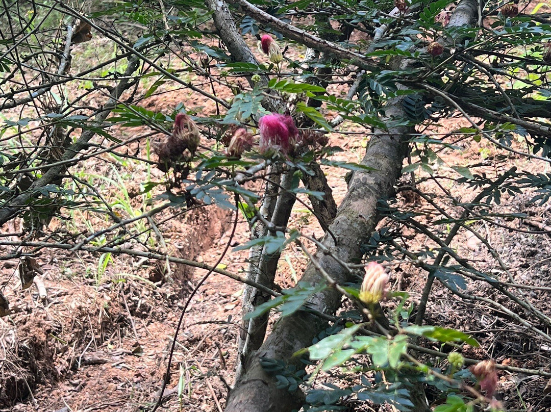Jardin Botanico Bio-Kuka-Pucallpa必去景点