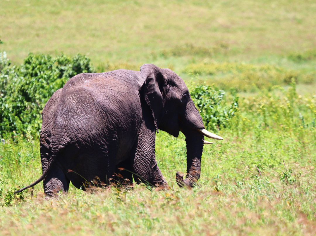Livingstone Safari Tanzania-阿鲁沙必去景点